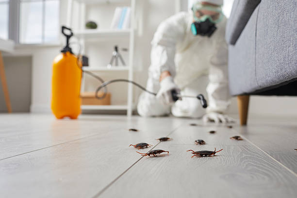 Post-Treatment Bed Bug Interceptor Monitoring in Alum Rock